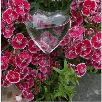 Ja Zalievanie Rastlín Waterer Skláreň Kvety Transparentné Tvorivé Vody Kŕmidlá