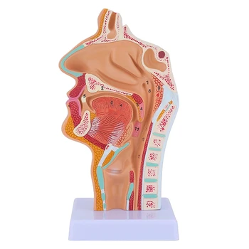 Nosové Dutiny, Hrdla Anatómie Model Človeka Anatomické Hltana, Hrtana Model Pre Študentov Študijných Displej Vyučovania